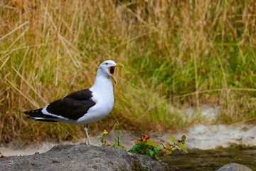 An adult Southern black-backed gull (Larus dominicanus) with its bill open, perching on the rock in a river in Dunedin, New Zealand