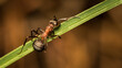 Mrówka na trawie.