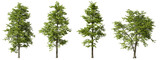 Fototapeta Natura - Jungle rain forest trees shapes cutout 3d render png set
