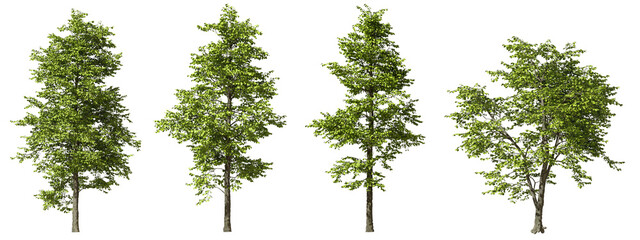 jungle rain forest trees shapes cutout 3d render png set