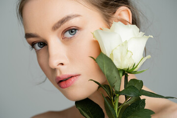 Wall Mural - portrait of pretty woman with natural makeup on perfect face looking at camera near white rose isolated on grey.