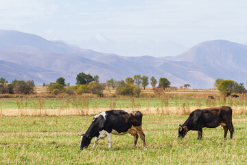 Wall Mural - Cows are in a pasture against the backdrop of mountains, morning in the steppe of Kyrgyzstan