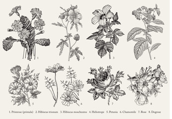 Wall Mural - Botany. Set vintage medical realistic isolated flowers. Nature baroque. Drawing engraving. Vector background victorian Illustration Primrose primula Hibiscus Heliotrope Petunia Chamomile Rose Dogrose 