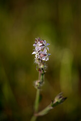 Sticker - Spring wild small flowers