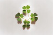 Four-Leaf Clover Background - A field of lucky four-leaf clovers on a crisp white background - Generative AI technology