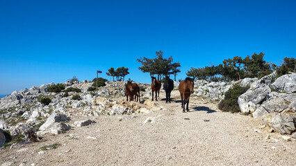 horses biokovo nature park croatia