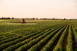 © Dusan Kostic - Tractor spraying soybean crops field