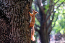 Little Red Squirrel Crawls On The Bark Of A Tree	
