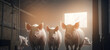 Pigs livestock farm with sunlight. Agriculture industry swine banner. Generation AI