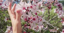 Natural beauty of organic agricultural almond farm during spring blooming. Close-up view of a female hand touching colorful pinky flowers.