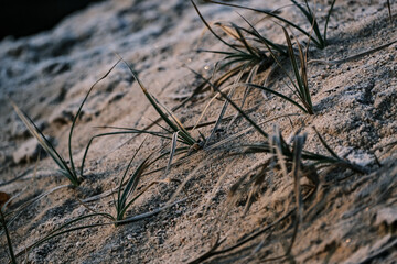 grass covered with ice and frost in the winter season, grass freezes with pieces of snow and ice on the field in the winter season