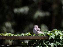 Young Mockingbird Sitting On Fence.
