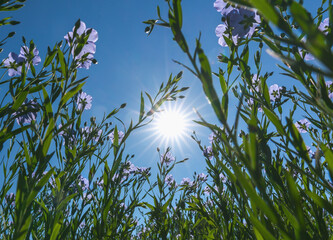 Wall Mural - blooming flax in full growth from the bottom point against the background of a sunny cloudless blue 