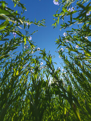 Wall Mural - blooming flax in full growth from the bottom point against the background of a sunny cloudless blue 