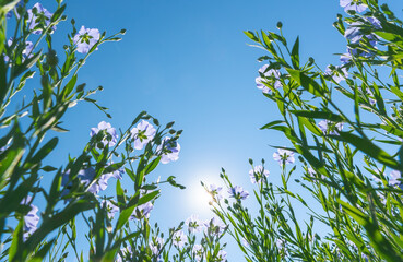 Wall Mural - blooming flax in full growth from the bottom point against the background of a sunny cloudless blue 