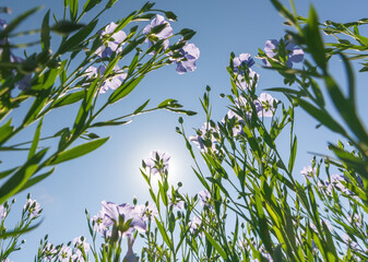 Wall Mural - blooming flax in full growth from the bottom point against the background of a sunny cloudless blue 