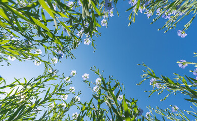 Wall Mural - blooming flax in full growth from the bottom point against the background of a sunny cloudless blue 
