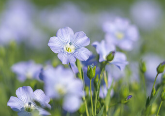 Wall Mural - blue flowers of blooming flax on a sunny morning close-up on a flax field