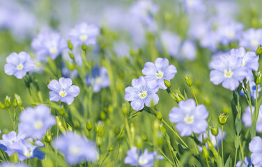 Wall Mural - blue flowers of blooming flax on a sunny morning close-up on a flax field