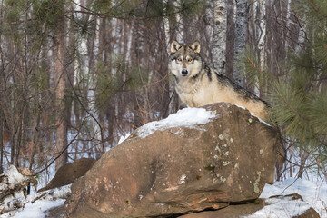 Wall Mural - Grey Wolf (Canis lupus) Looks Out From Behind Snow Covered Rock Winter