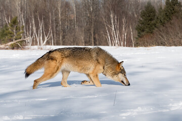 Wall Mural - Grey Wolf (Canis lupus) Steps Through Snow Nose Down Winter