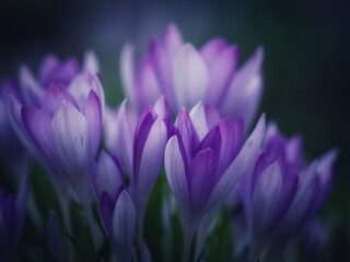 Sticker - Wild Crocus  Growing in Spring 