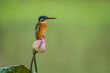 A common kingfisher alcedo atthis native to Eurasia standing on a pink lotus with bokeh background 