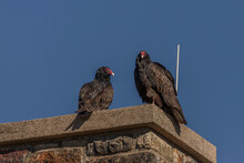 Turkey Vultures Perched On A Chimney