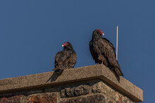 Turkey Vultures Perched On A Chimney