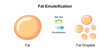 Scientific Designing of Fat Emulsification and Fat Digestion. Vector Illustartion.