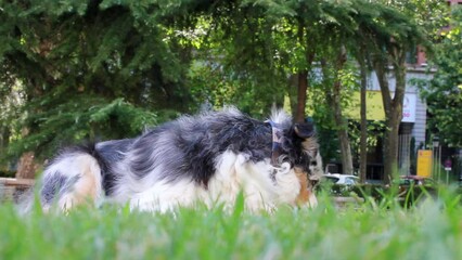 Wall Mural - Australian shepherd dog young merle portrait in green park at sunny hot summer day. Beautiful long-haired white dog with dark grey brown spots and blue eyes lying on a green grass. Relaxing canine.