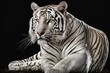variety of the white tiger bengal. stunning white female tiger. Generative AI
