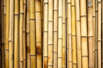  Full-surface background of dry, yellow-beige bamboo sticks placed vertically next to each other. Texture of bamboo wood