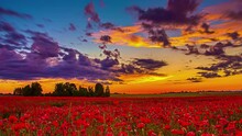 Endless Red Poppy Field And Vibrant Sunset Sky With Clouds, Fusion Time Lapse
