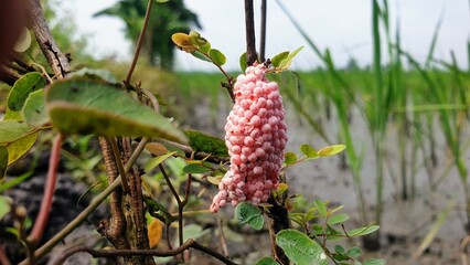 (Pomacea canaliculata Lamarck) is a freshwater mollusk which is an aquarium animal and an important pest of rice cultivation in Asia. 