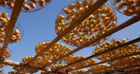 Wall Mural - Dry Persimmon fruit production under sunshine in factory