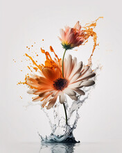Flowers In Splashes Of Colorful Water,colourful, Colours