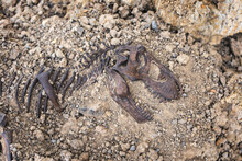Tyrannosaurus Rex Fossil Skull And Skeleton In The Ground. Background Digging Dinosaur Fossils Concept.
