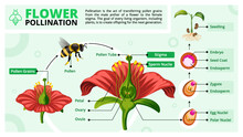 Pollination Of The Flower By Bee-vector Illustration