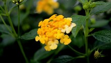 Yellow Lantana Flower