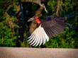 Southern Ground Hornbill flying