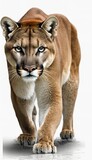 Beautiful works of creation, amazing animals that dazzle the eyes, isolated background cougar
