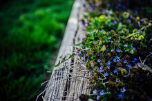 Tiny Purple Wildflowers In Planter Box In Yard