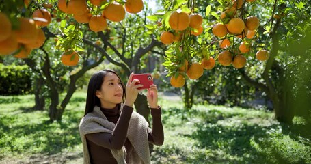 Poster - Tourist woman visit orange tree in the farm