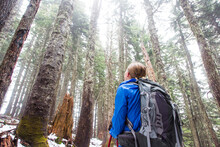 A Female Hiker Looks Up At A Canopy Of Tall Trees In The Middle Of The Forest On A Snow Covered Trail Near Seattle, WA.