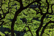 Trees With Green Leaves
