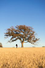 Woman Looking At Pecan Tree