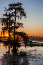 Cypress Trees In Swamp In Sunset