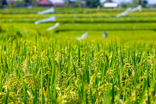 Rice Fields, Bali, Indonesia