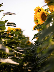 Wall Mural - A sunflower field on a hill with blue sky.